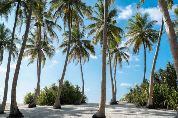 Comment préparer une randonnée dans le parc national du Denali en Alaska ?