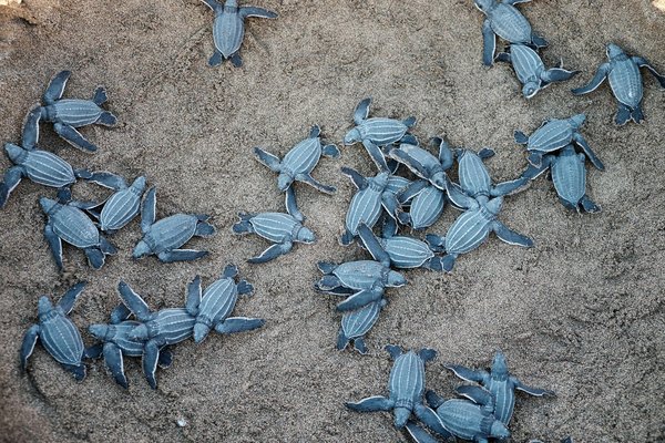 Quels sont les meilleurs spots pour observer les tortues marines à Mayotte?